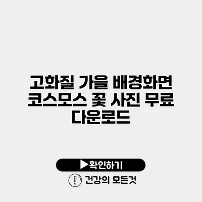 고화질 가을 배경화면 코스모스 꽃 사진 무료 다운로드