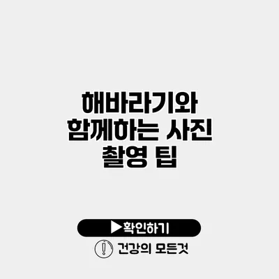 해바라기와 함께하는 사진 촬영 팁